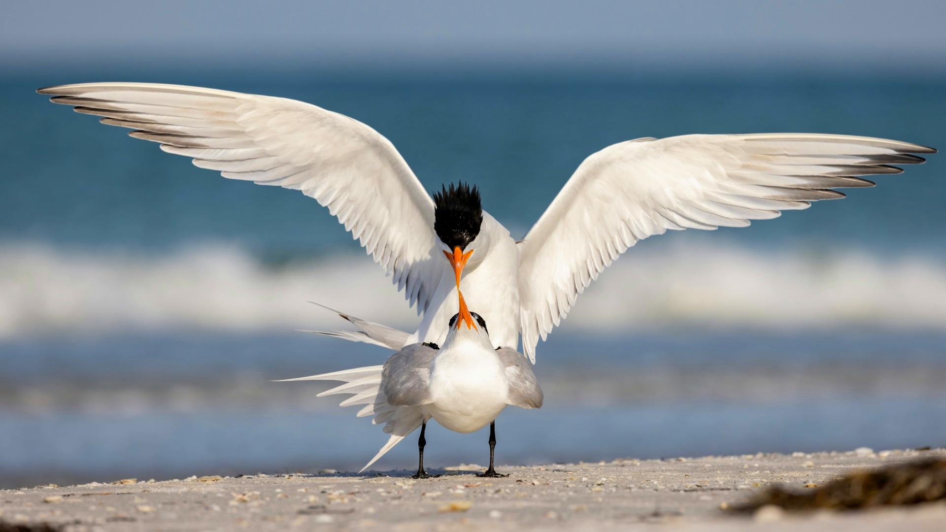 Royal terns on a beach. 