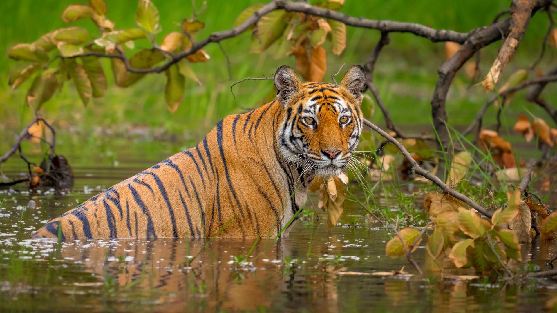 Tiger in water looking at camera. 