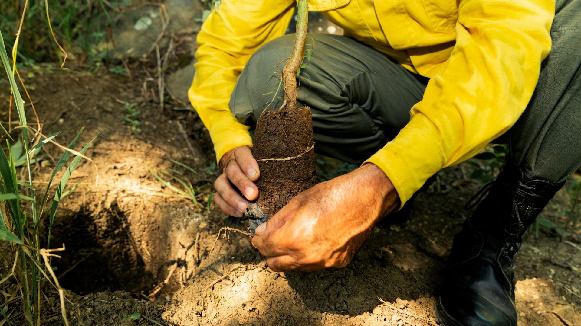 Man planting tree seedling. 