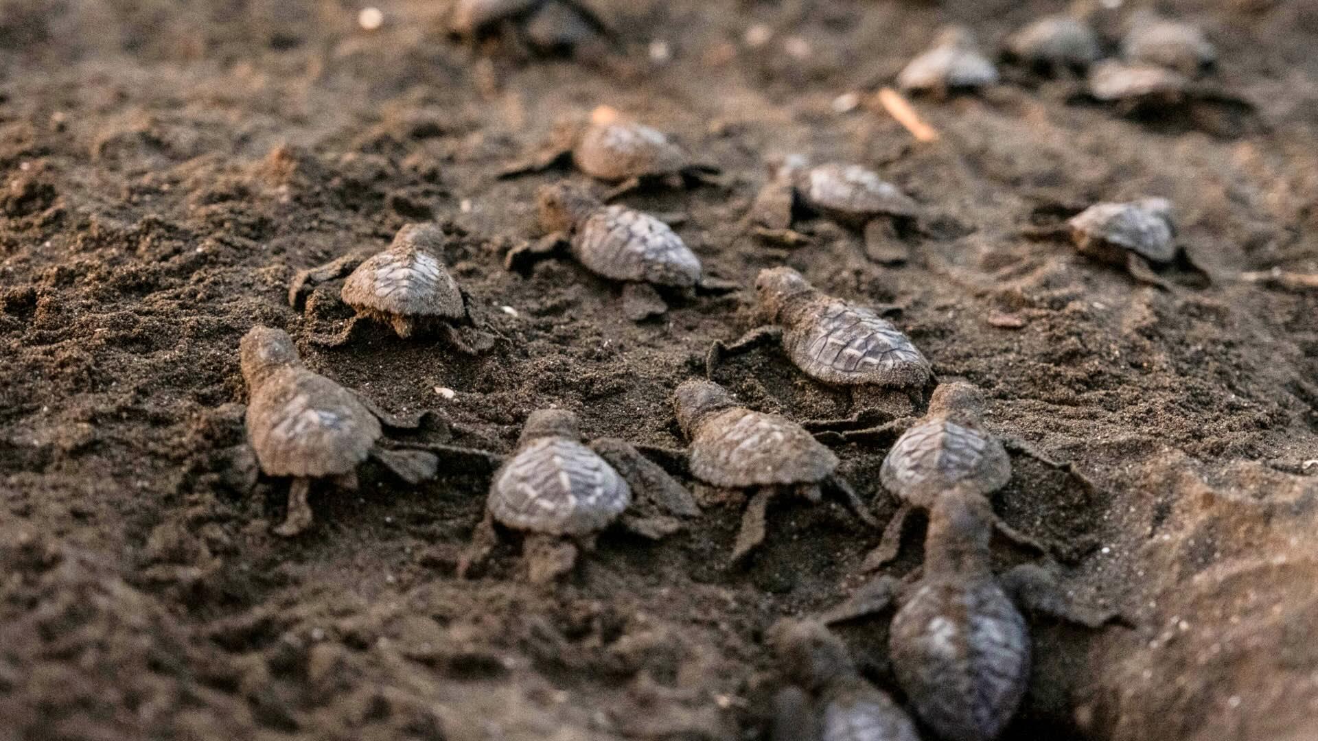 Turtle hatchlings on a beach. 
