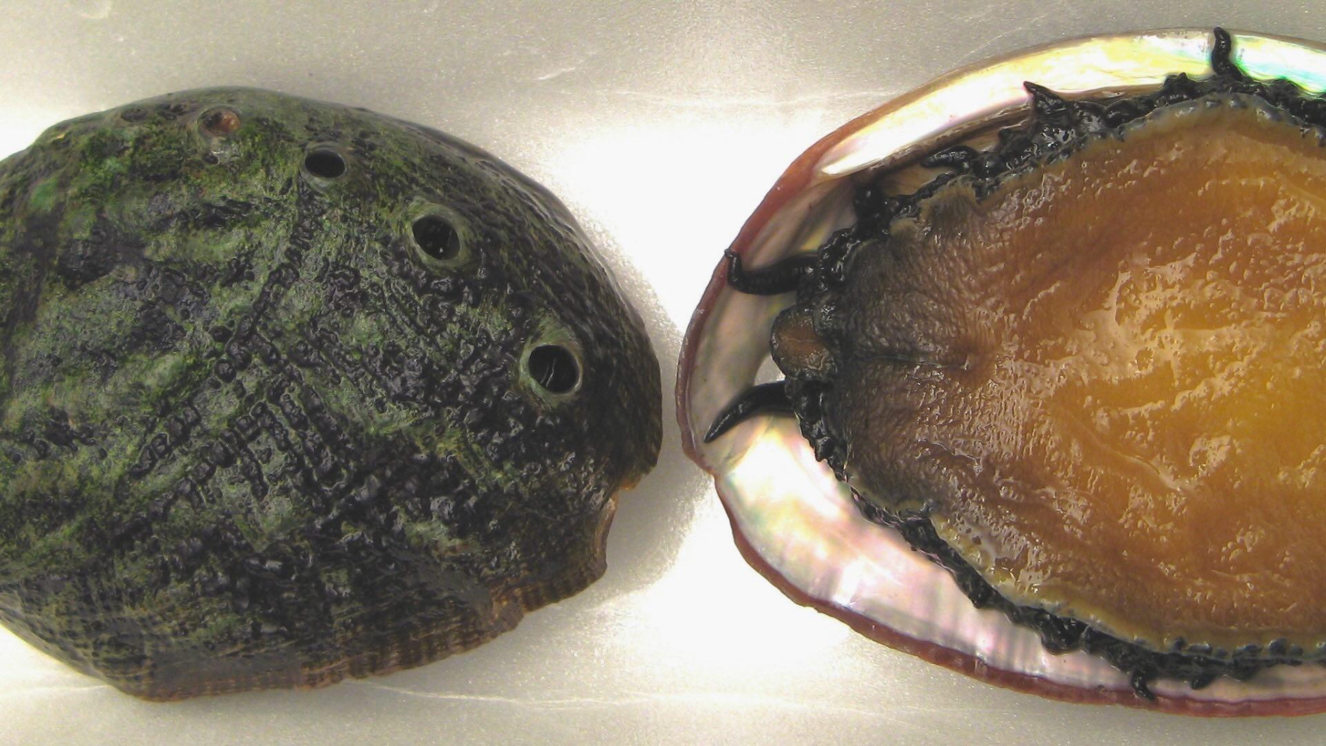 Two White Abalones. Left: dorsal view; Right: ventral view, showing the large muscular foot