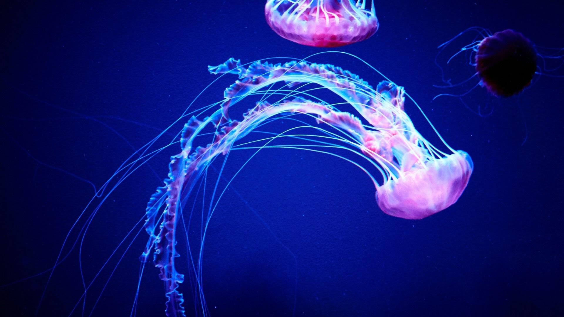 Bioluminescent jellyfish underwater. 