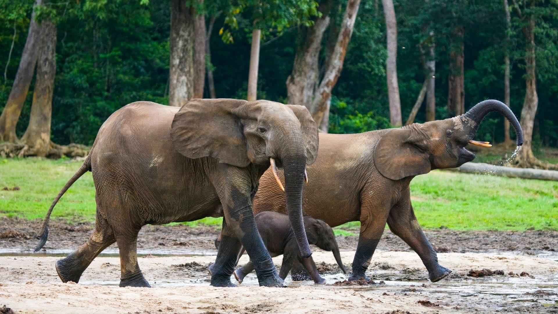 African forest elephants. 
