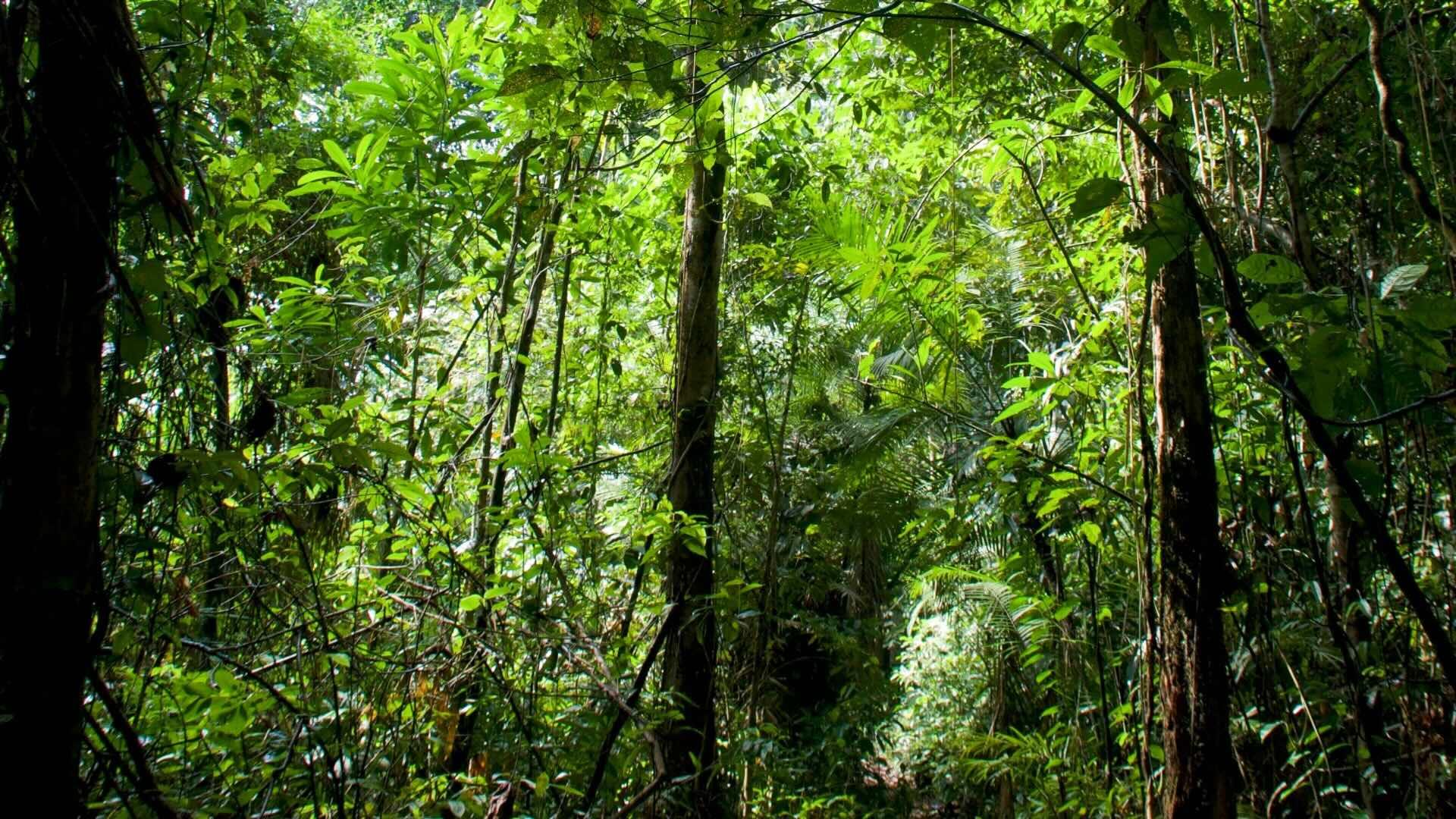 Amazon rainforest, Peru.