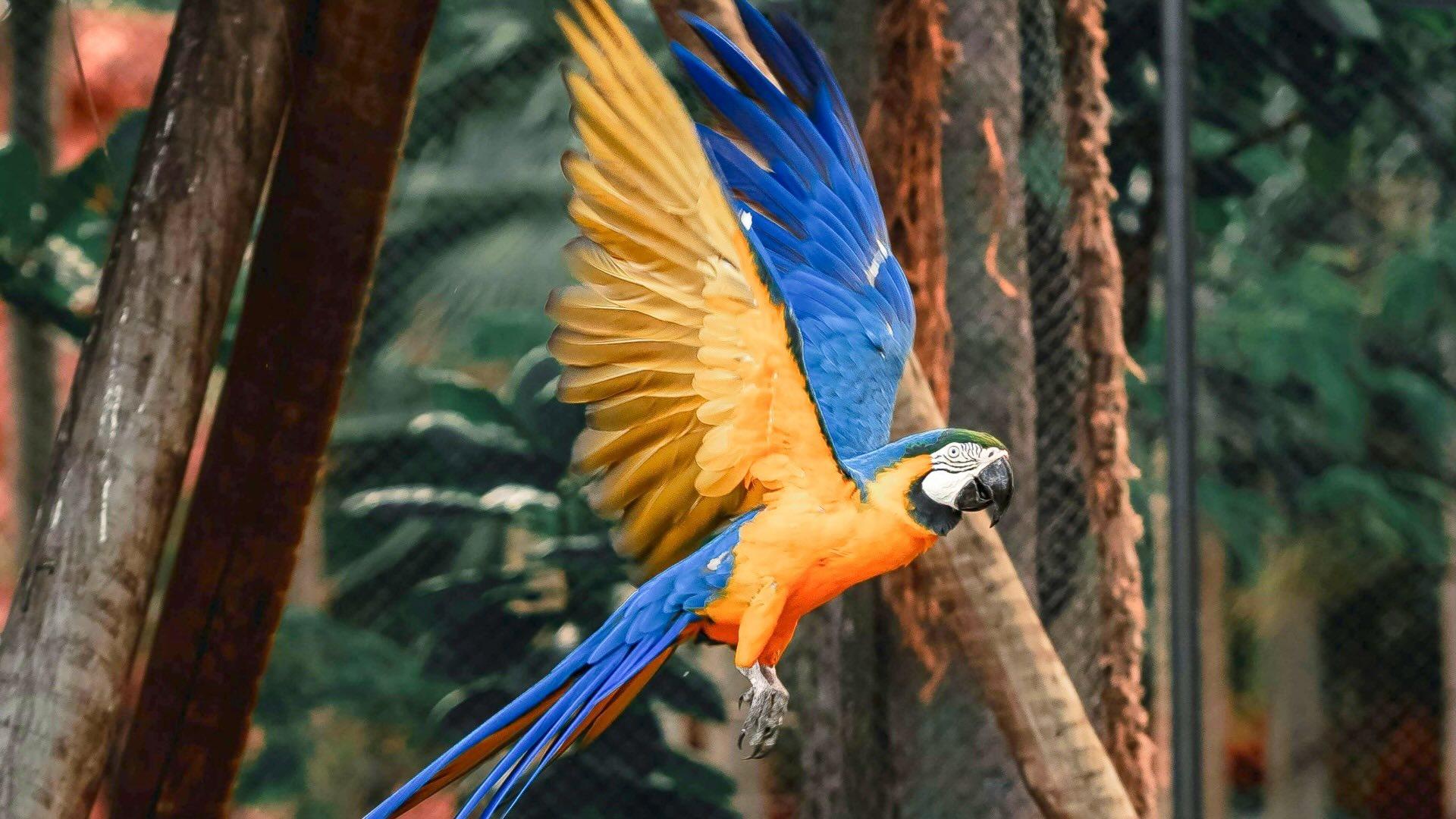 Blue and yellow macaw (Ara Ararauna) flapping its wings. 