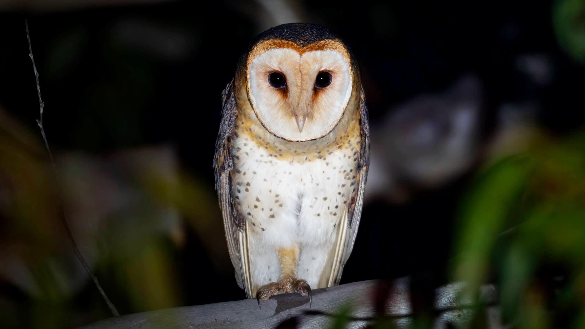 Australian masked owl at night perched on a branch. 