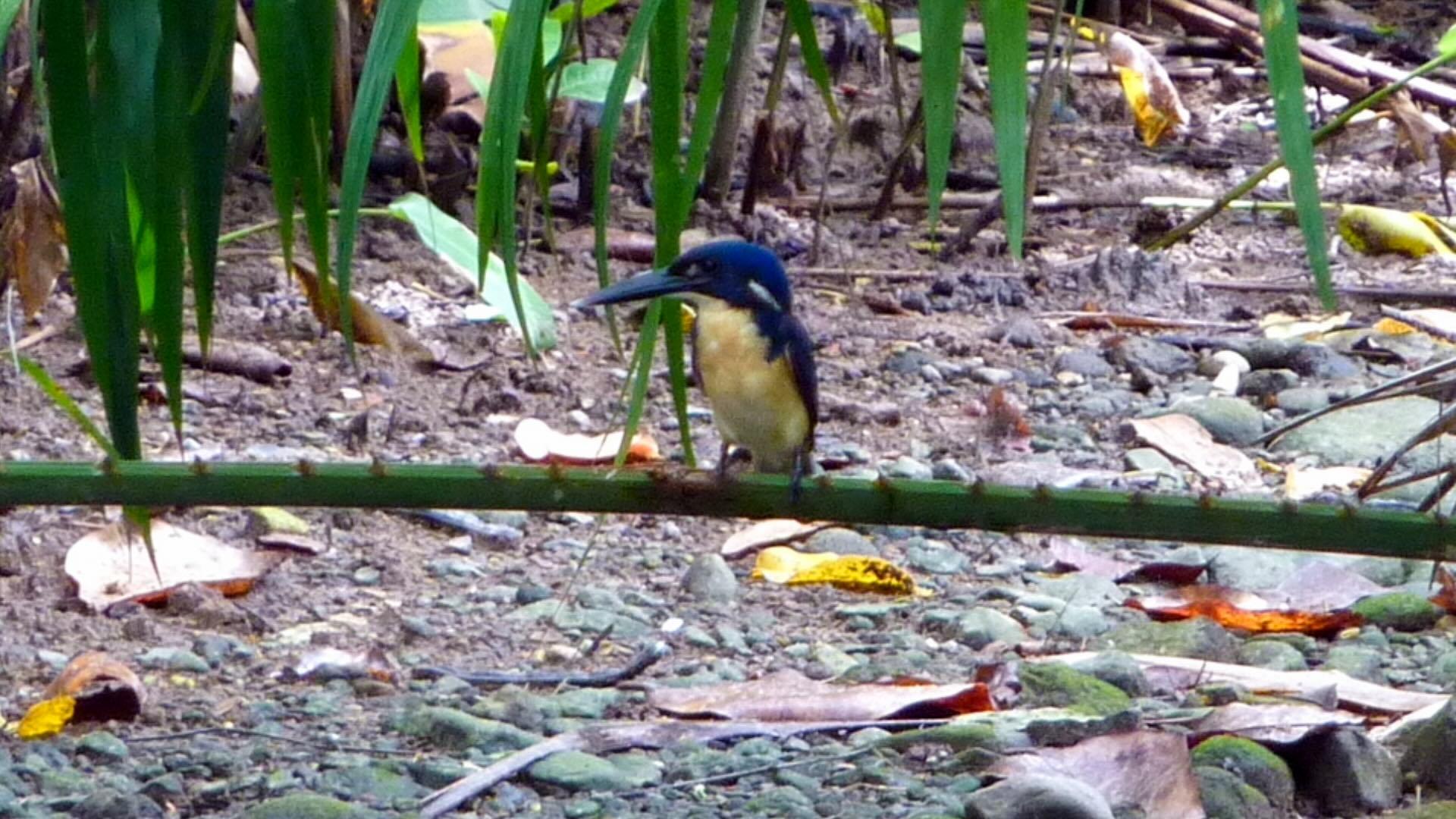 Bismarck kingfisher on a branch. 