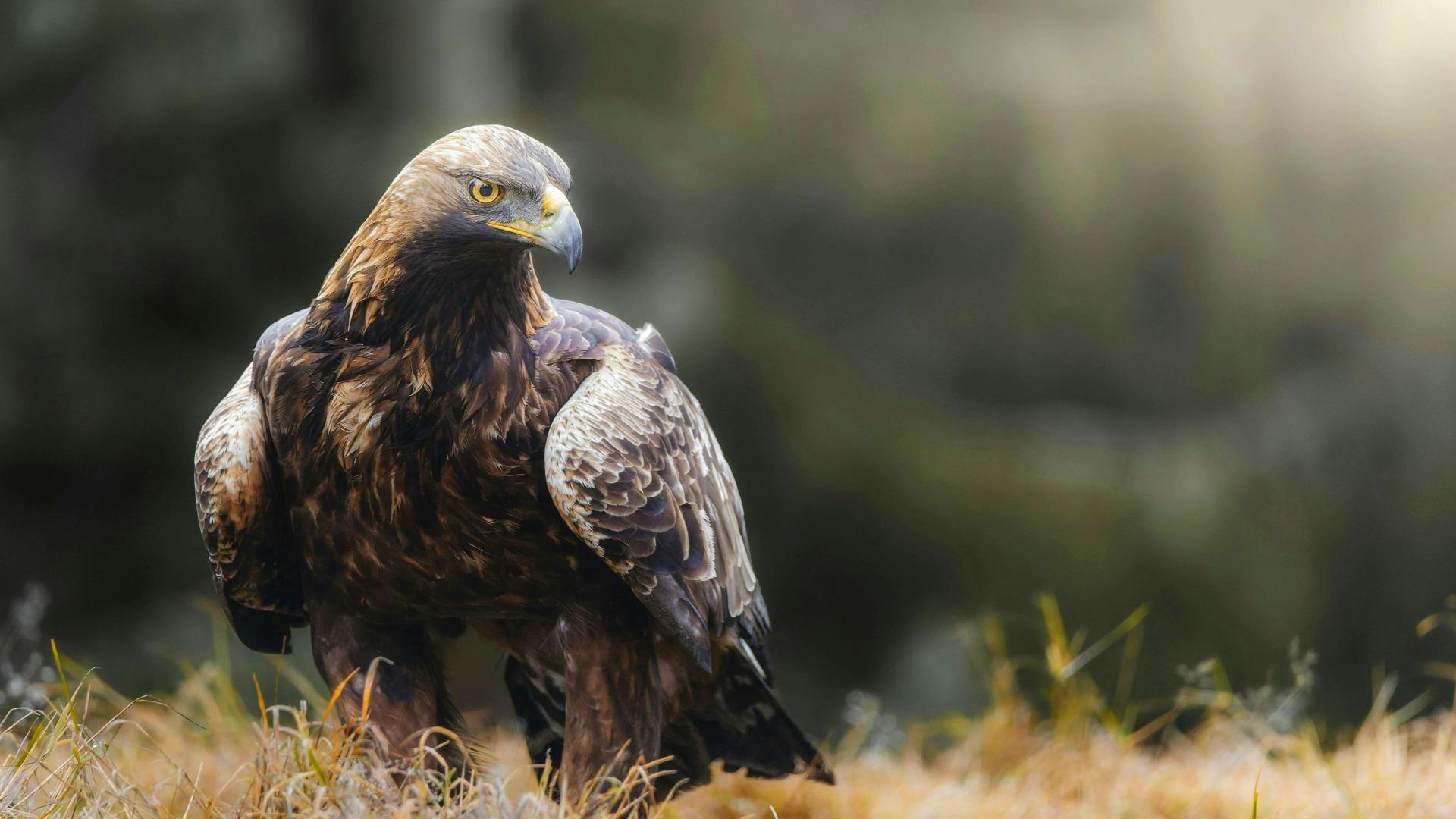 Golden Eagle on ground. 