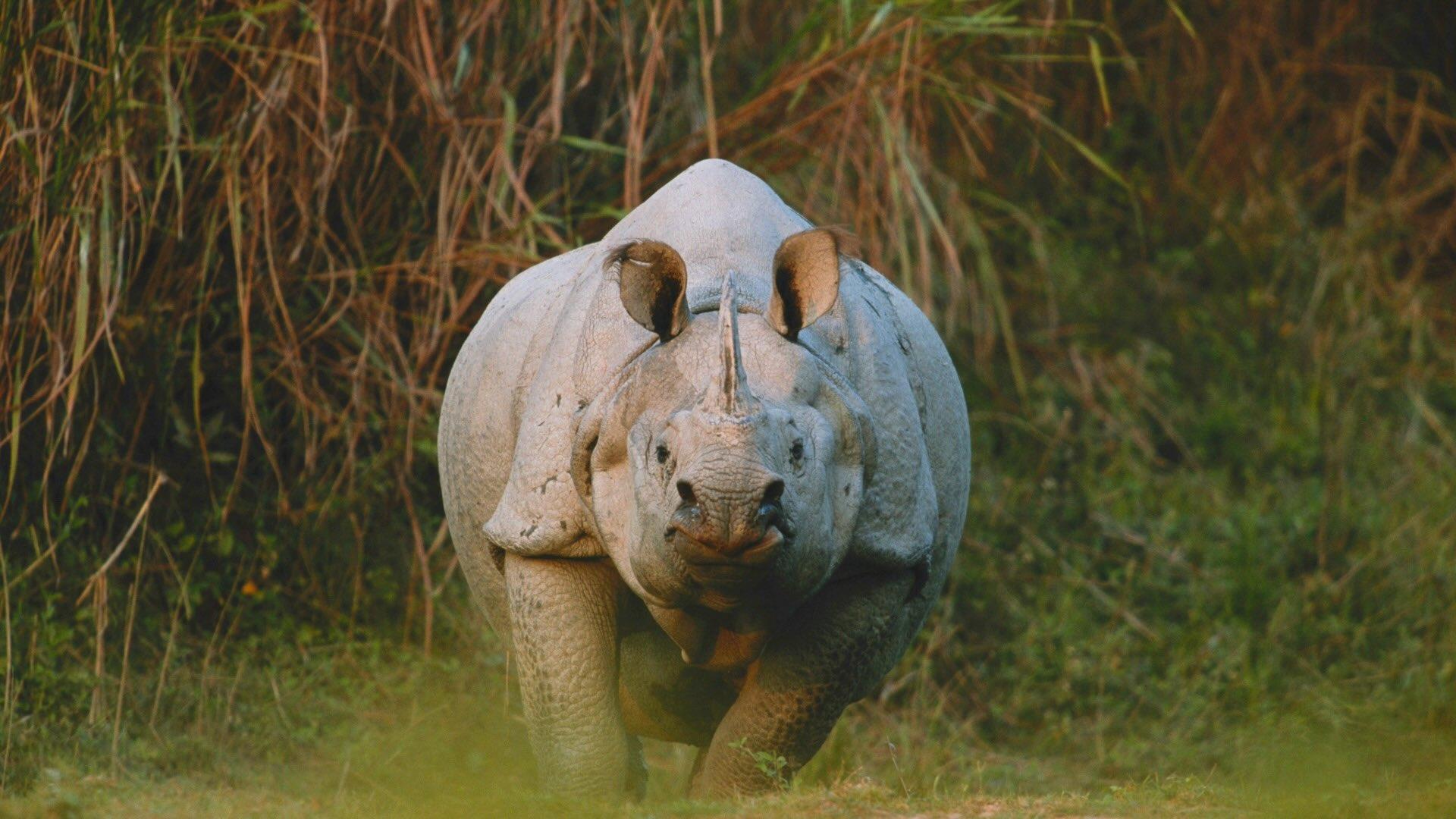 Greater one-horned rhino in grassy landscape.