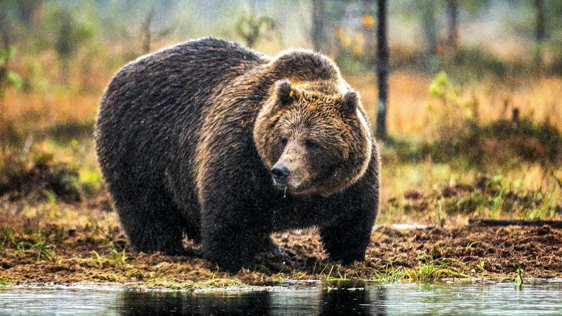 Grizzly bear on a bog. 