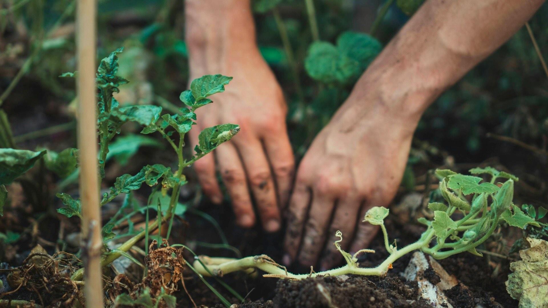 Hands in top soil.