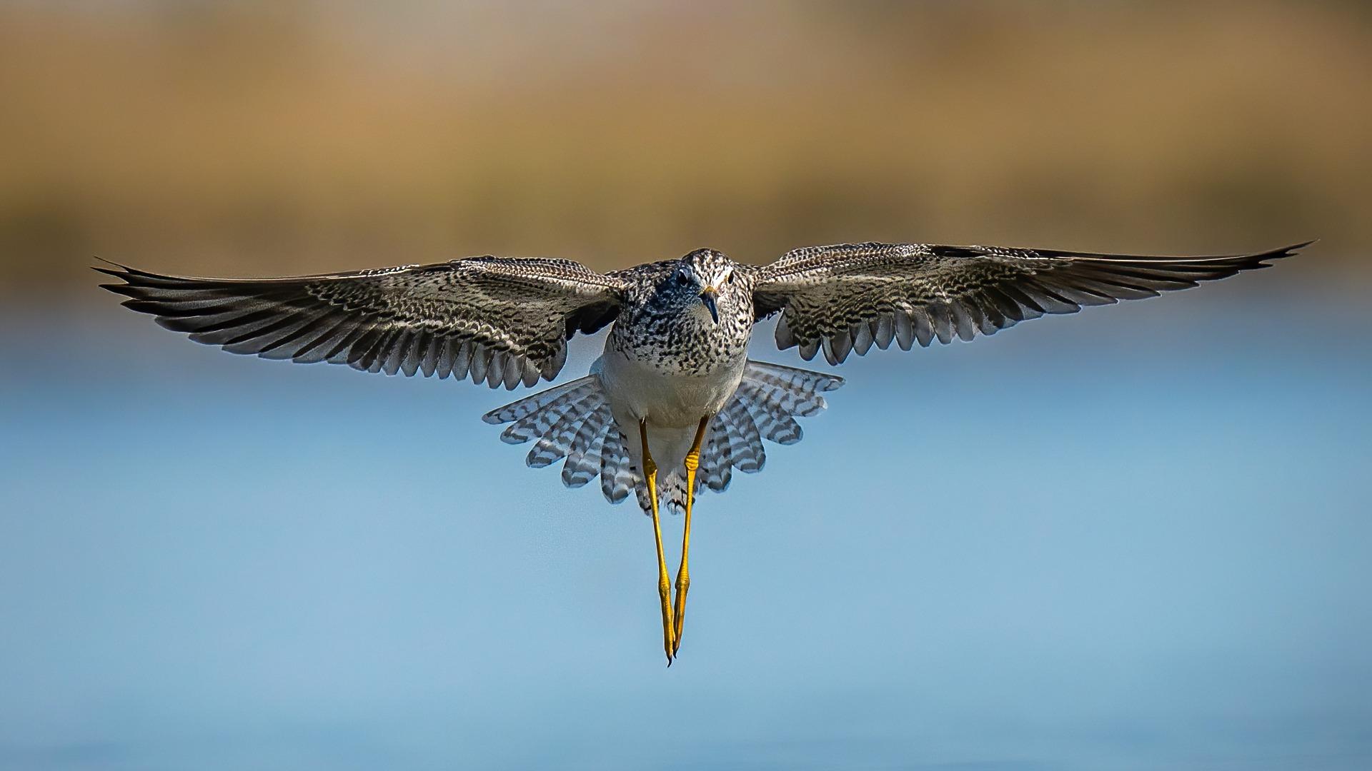 Lesser yellowlegs, full wingspan with blurry background. 