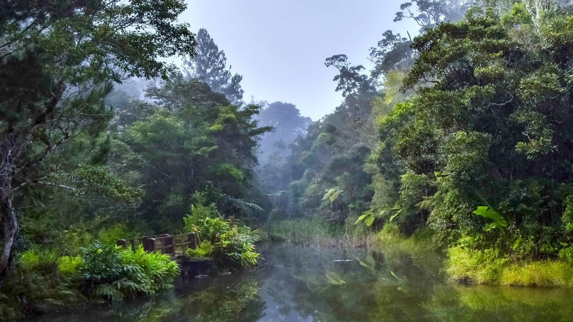 View of Andasibe-Mantadia National Park, Madagascar