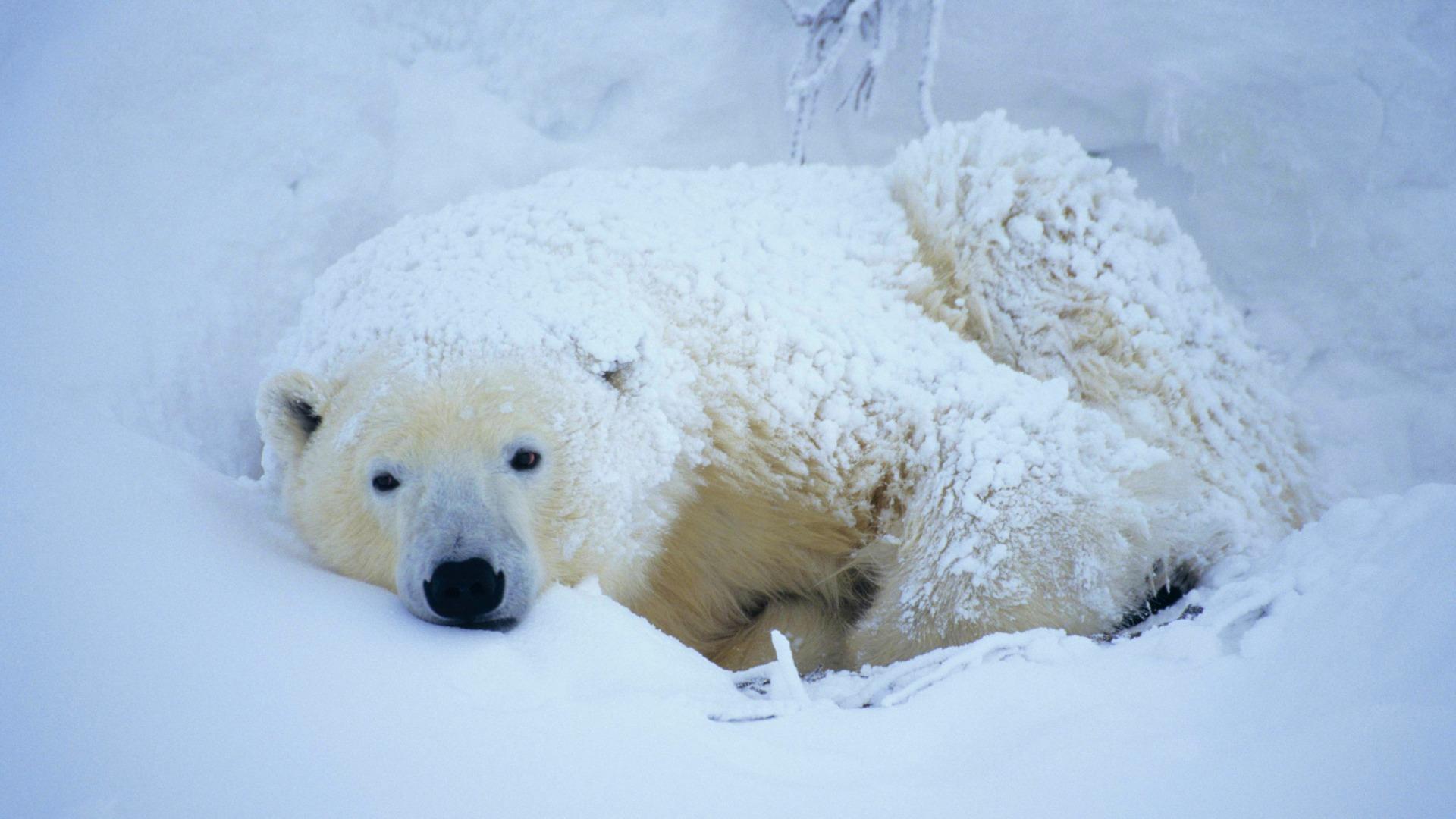 Polar bear in snow. 