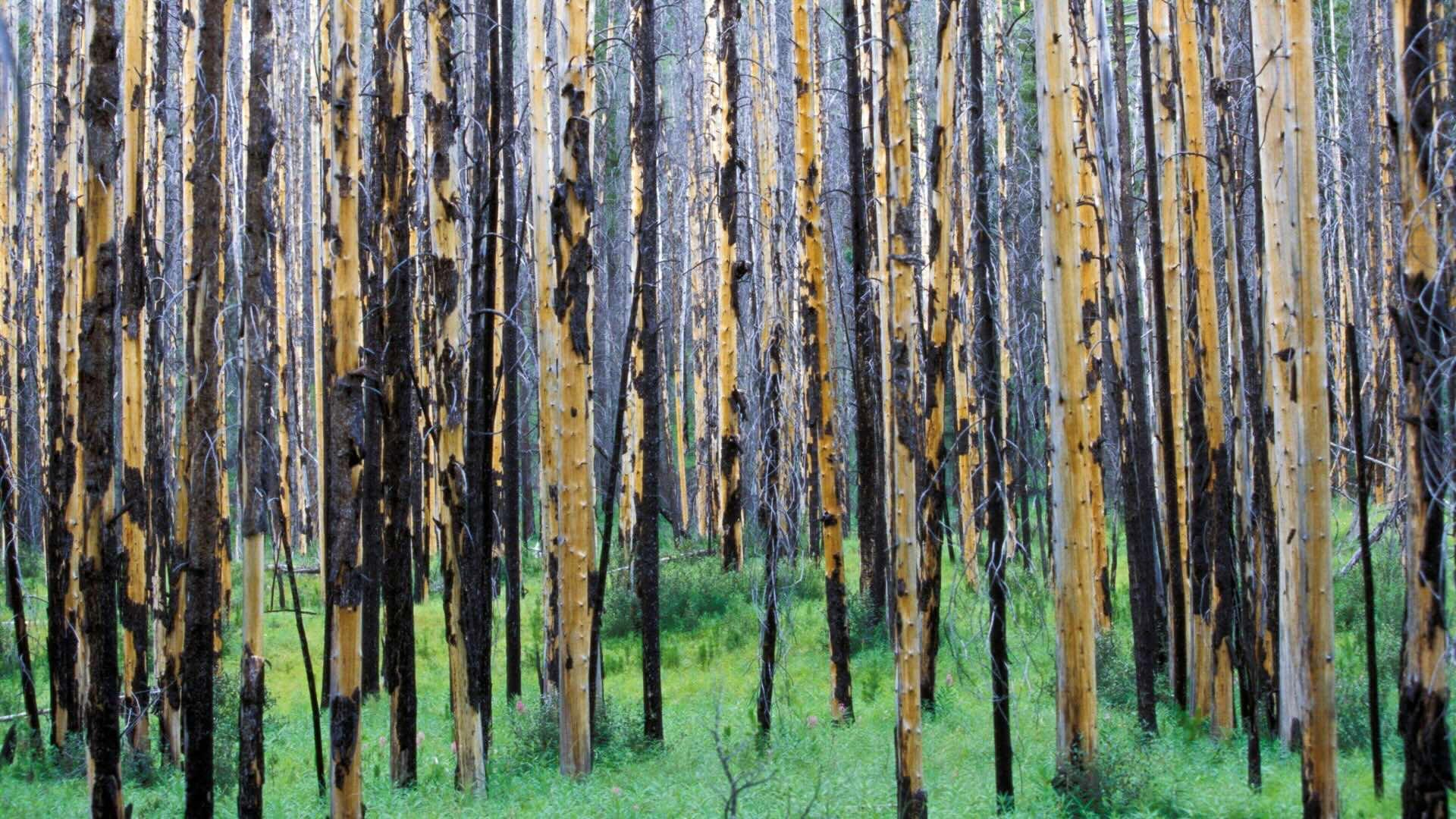 Burned trees after a prescribed burn (forest fire) in the Rocky Mountains, Banff National Park, Alberta, Canada.