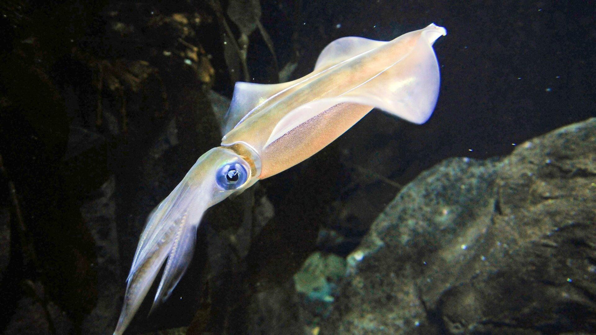 Southern Calamari Squid (Sepioteuthis australis) underwater. 